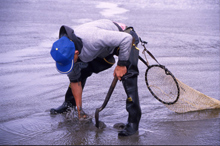 Razor clamming Razor clamming