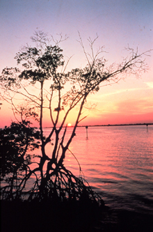 Ecological forecasts can help predict the effects of multiple types of stress on coastal areas, such as this mangrove ecosystem. Ecological forecasts can help predict the effects of multiple types of stress on coastal areas, such as this mangrove ecosystem.