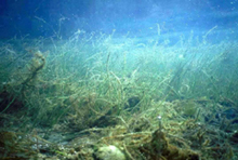 NOAA's National Centers for Coastal Ocean Science conduct research on sea grass habitat NOAA's National Centers for Coastal Ocean Science conduct research on sea grass habitat