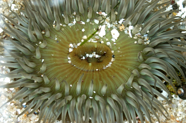 Anemone