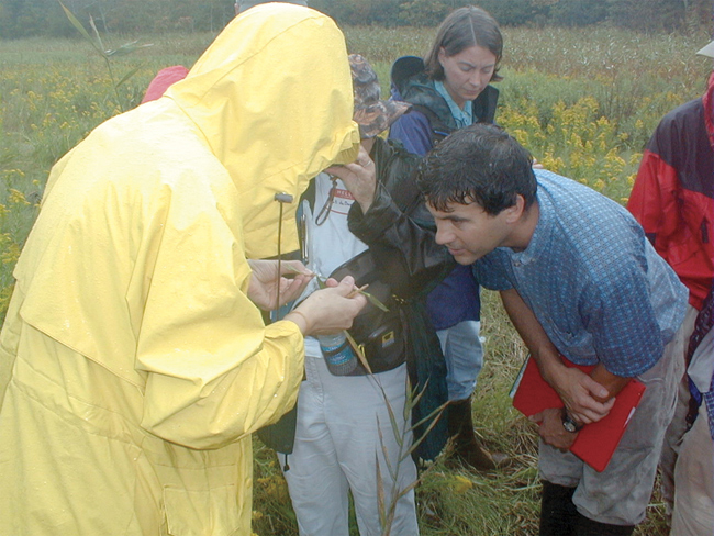 Coastal Training Program workshop participants learn to distinguish native and non-native phragmites.