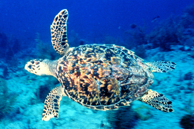 Hawksbill Turtle