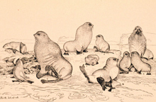 Drawing by Henry W. Elliot Drawing by Henry W. Elliot