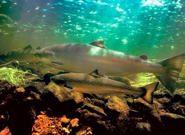 Coho Salmon