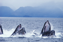 Whales Whales