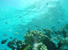 Coral reef habitats are highly valued by the public and are sensitive to spill and grounding incidents. Coral reef habitats are highly valued by the public and are sensitive to spill and grounding incidents.