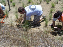 wetland grasses are planted along the shores of Chesapeake Bay to improve the natural productivity of a degraded habitat. wetland grasses are planted along the shores of Chesapeake Bay to improve the natural productivity of a degraded habitat.