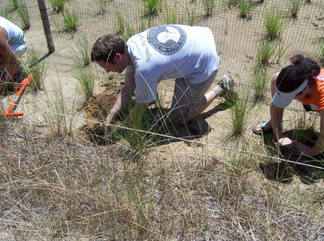 Wetland grasses are planted along the shores of Chesapeake Bay to improve the natural productivity of a degraded habitat.