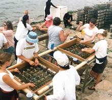 Volunteers help NOAA scientists prepare seagrass shoots for planting in the Florida Keys. Volunteers help NOAA scientists prepare seagrass shoots for planting in the Florida Keys.