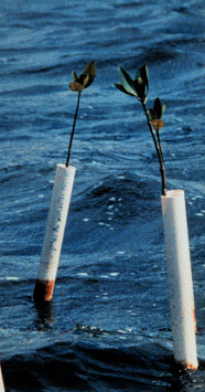 This image was colllected from the NOAA 18 AVHRR Instrument. This image was colllected from the NOAA 18 AVHRR Instrument.
