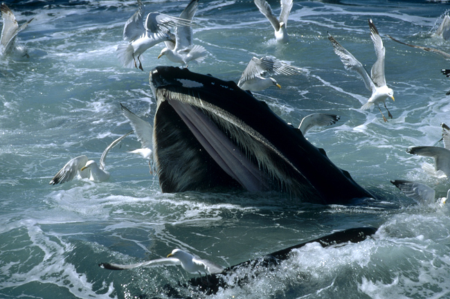 Whale