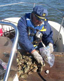 Scientists in the field packaging oysters for shipment back to the laboratory where they are analyzed for contaminants. Scientists in the field packaging oysters for shipment back to the laboratory where they are analyzed for contaminants.