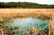 Hudson River NERR at Piermont Marsh