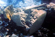 A brain coral split apart