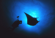 A Manta Ray blocks out the sun at the Flower Garden Banks National  Marine Sanctuary