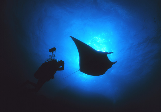 A Manta Ray blocks out the sun at the Flower Garden Banks National  Marine Sanctuary