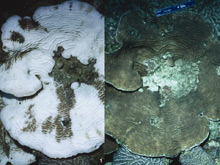 coral colony coral colony