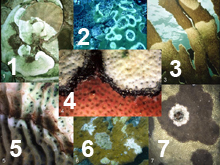 disease montage disease montage