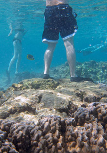 stepping on coral stepping on coral