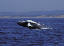 Humpback whale Humpback whale