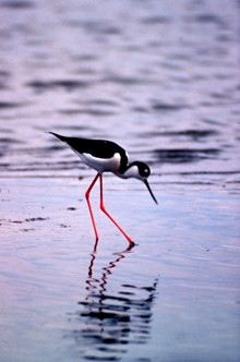 A Black-necked Stilt Hunts for its Dinner