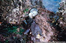 Channel Islands National Marine Sanctuary Image