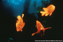 Garibaldi image